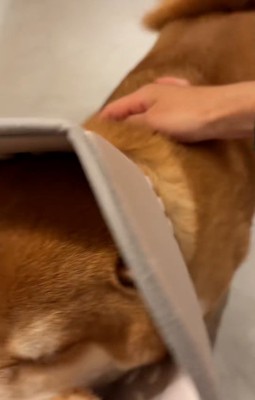 長三郎くんを撫でる飼い主さん