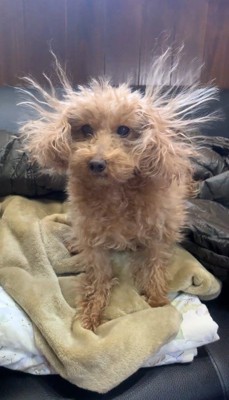 耳の毛が静電気で浮遊している犬