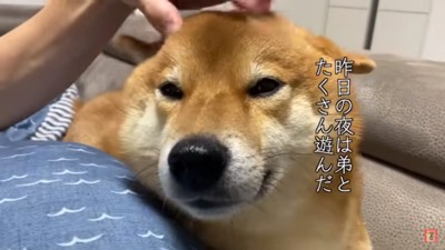 柴犬はちくん