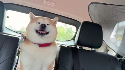 車の中でニコニコ幸せそう