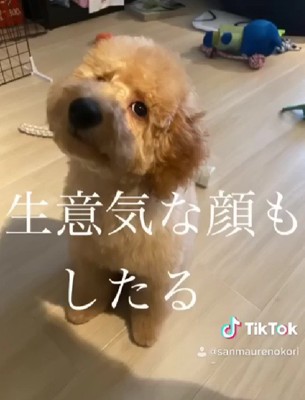 生意気そうな顔にキュン♡