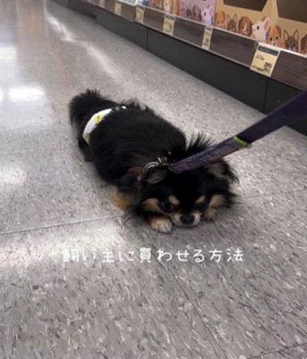 うつぶせの犬