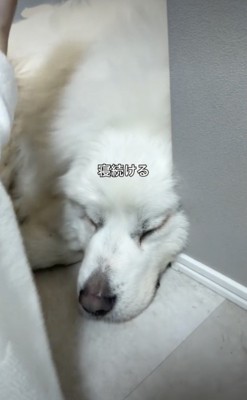 起きないグラくん、強い…