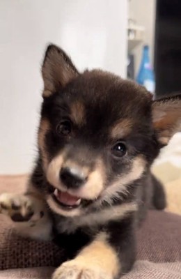 威嚇するあられちゃん