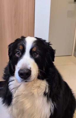 正面を見ている大型犬