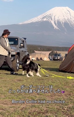 リードをくわえる犬