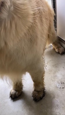 飼い主に触れられてしっぽを振る犬