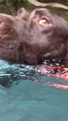 川の中で女性に体当たりをする茶色い犬