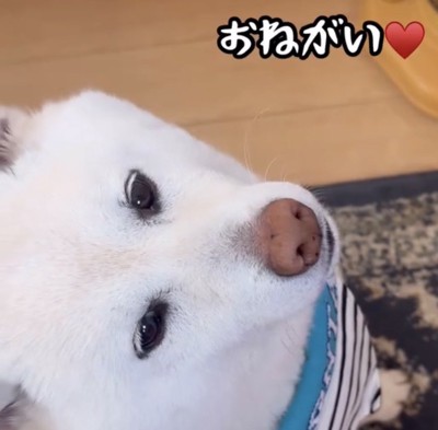 見つめる犬の顔