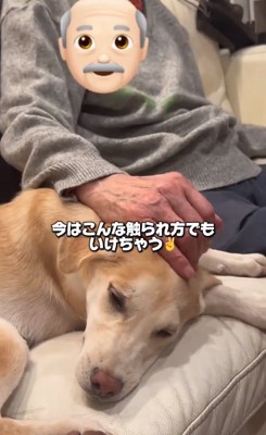 おじいちゃんに撫でられるワンコ2