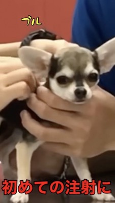 ずっと震えてる