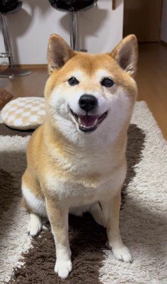 「ワンって言って」