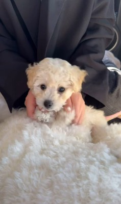 ぷりんくん&ぽむくん