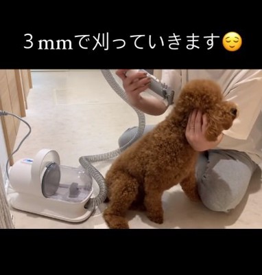 座ってバリカンを待つムギくん
