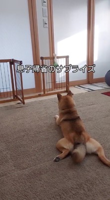 足音に耳をそばだてる犬