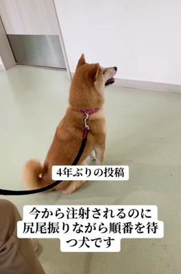 尻尾を振るみなみちゃん