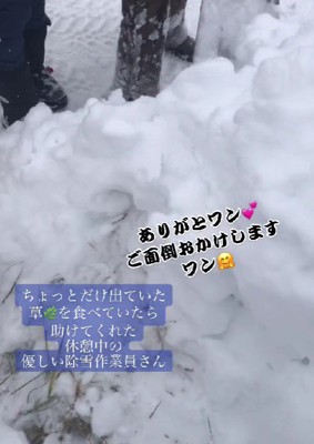 シャベルで本格的に捜索