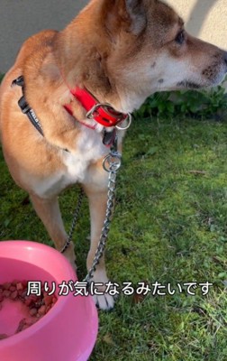 キョロキョロ警戒…