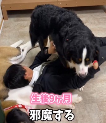 人の上に乗る犬