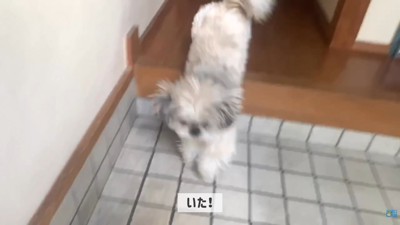 てんぽさんの熱烈歓迎2