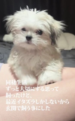 玄関で飼うことにする