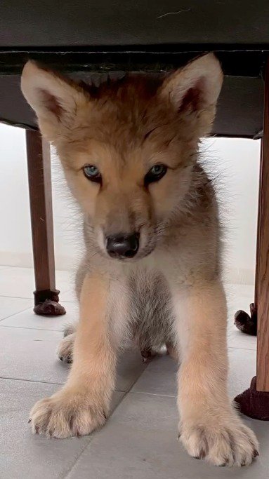 カメラを見つめる子犬