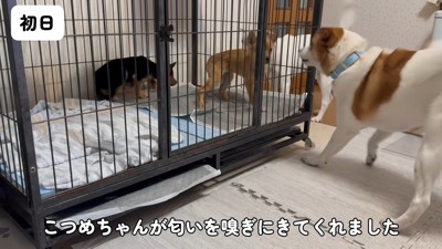 先輩犬たちとの暮らしがスタート