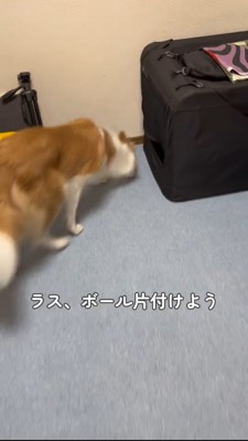 ボールを拾うボーダーコリー