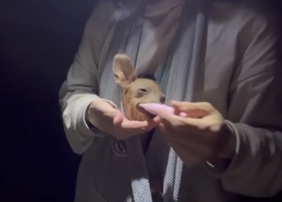 歯みがきをする犬