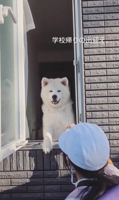 秋田犬のお見送りとお出迎え8