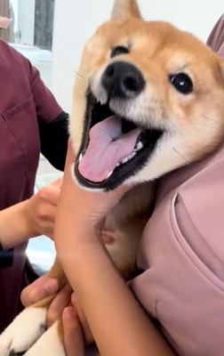 泣き止まないつくねちゃん