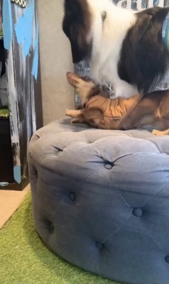 ソファで横たわるダックス