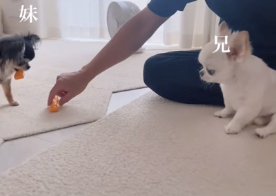 おもちゃを取り返す飼い主