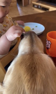 まさかの常習犯