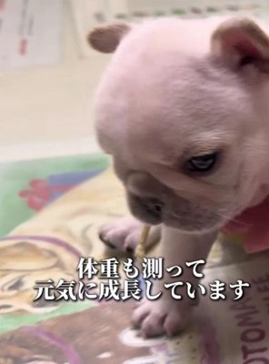 フレブルはおっとり屋さん♡