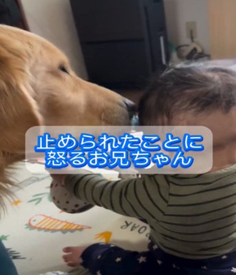 赤ちゃんを舐める犬1