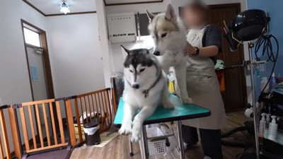 困るフィンくん