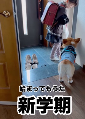 お姉ちゃんを見つめる犬