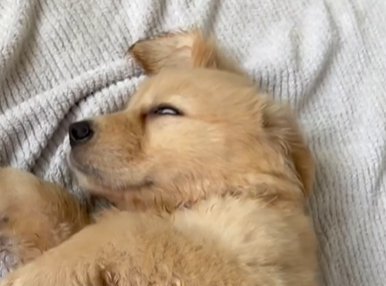 白目をむいて寝るゴールデンレトリバーの赤ちゃん