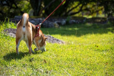 地面のニオイを嗅ぐ犬