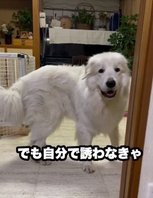 アドバイスする飼い主さん