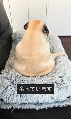 人間のように座るまめぞう君9