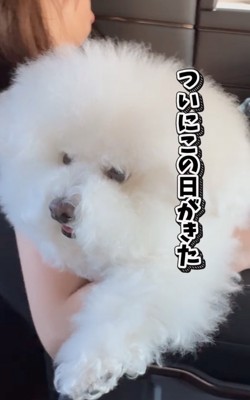 車に乗る犬
