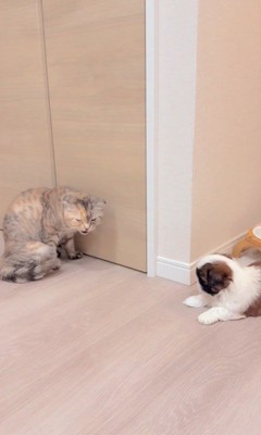 赤ちゃん犬と猫のふれあい