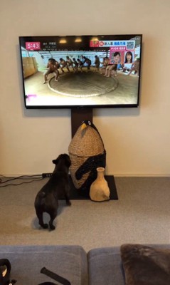 相撲の稽古映像を見たちこ丸くん