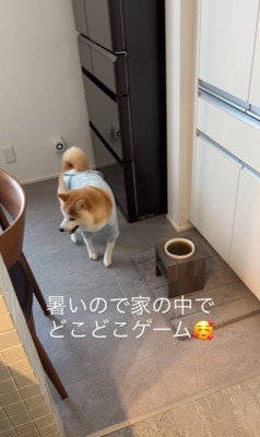 おもちゃ探しゲームをする忠太くん8