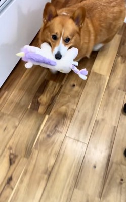 ぬいぐるみを咥えるロイくん