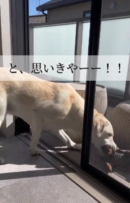 「救出成功!!」