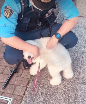 「触って〜」