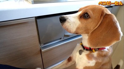 パパが出張から帰ってきた時のペコちゃん8